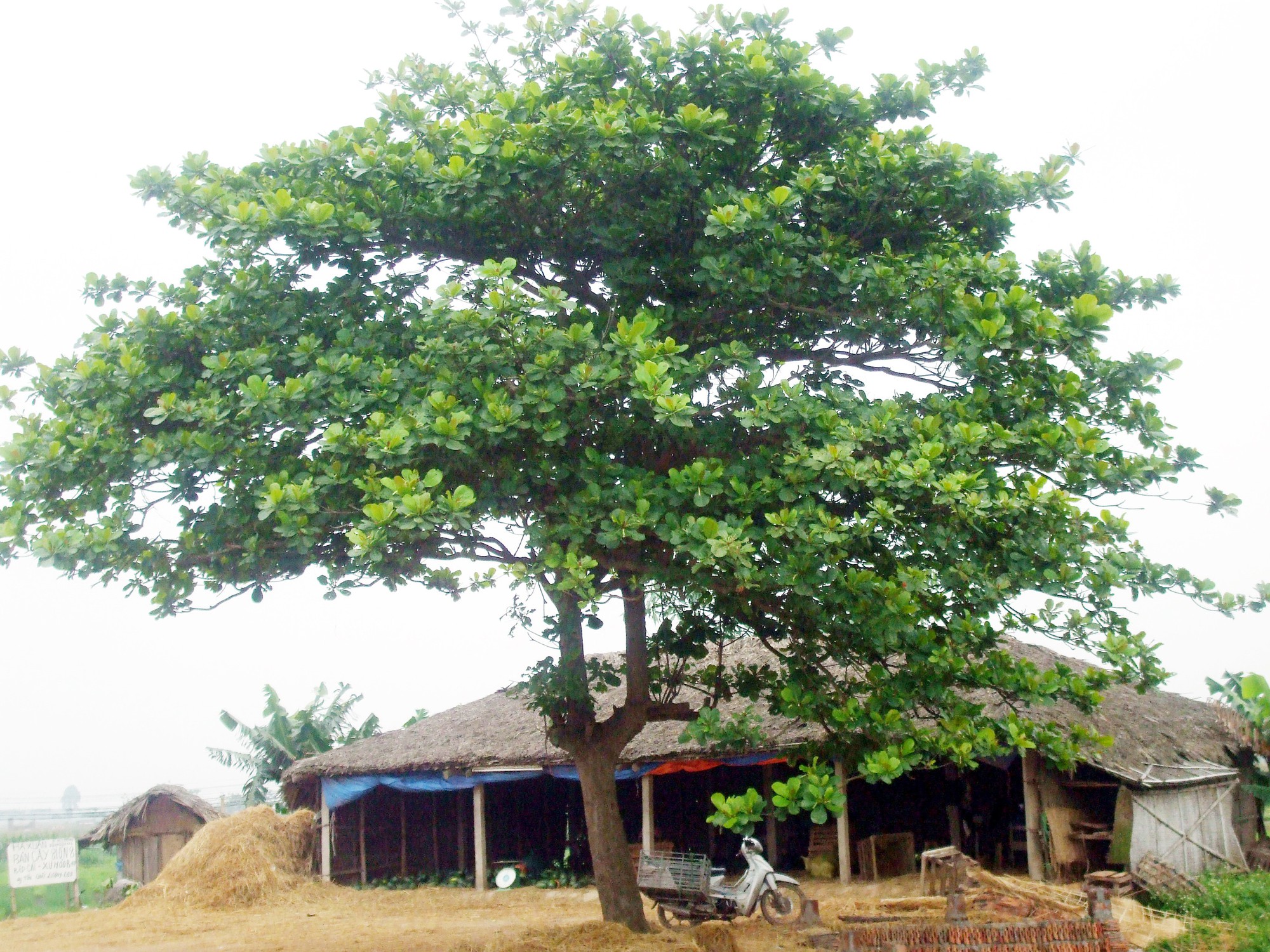 3 loại cây không nên trồng sát nhà vì mục đích an toàn - Ảnh 1. 3 loại cây không nên trồng sát nhà vì mục đích an toàn - Ảnh 1.