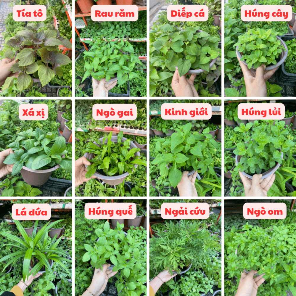 Khách Hàn đến Việt Nam mặc áo có dòng chữ đặc biệt, nhất định không ăn một loại rau - Ảnh 4.