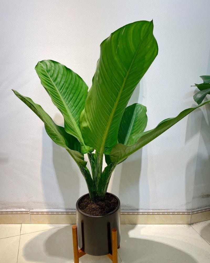 Loài cây nghe tên đã biết có lộc, trồng 1 chậu quý như sở hữu 5 két vàng- Ảnh 1. Loài cây nghe tên đã biết có lộc, trồng 1 chậu quý như sở hữu 5 két vàng- Ảnh 1.