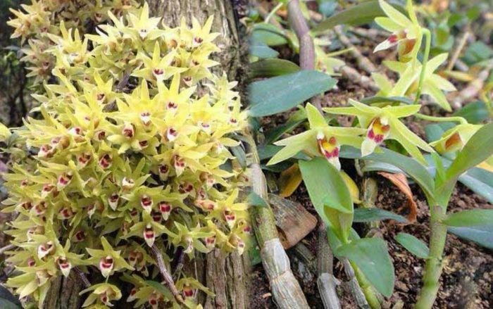 Về vùng núi sương mù tìm bánh "tiên dược": Thứ quà vặt lạ lùng khiến phụ nữ xưa ăn vào là "mặt hoa da phấn" - Ảnh 2. Về vùng núi sương mù tìm bánh "tiên dược": Thứ quà vặt lạ lùng khiến phụ nữ xưa ăn vào là "mặt hoa da phấn" - Ảnh 2.