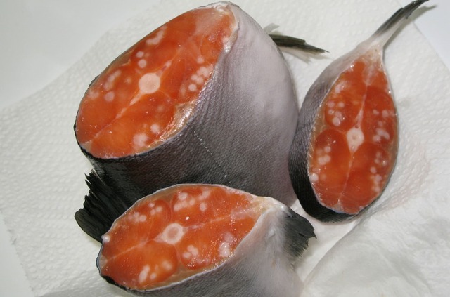 7 dấu hiệu cho thấy cá nhiễm ký sinh trùng, tuyệt đối không mua- Ảnh 2. 7 dấu hiệu cho thấy cá nhiễm ký sinh trùng, tuyệt đối không mua- Ảnh 2.