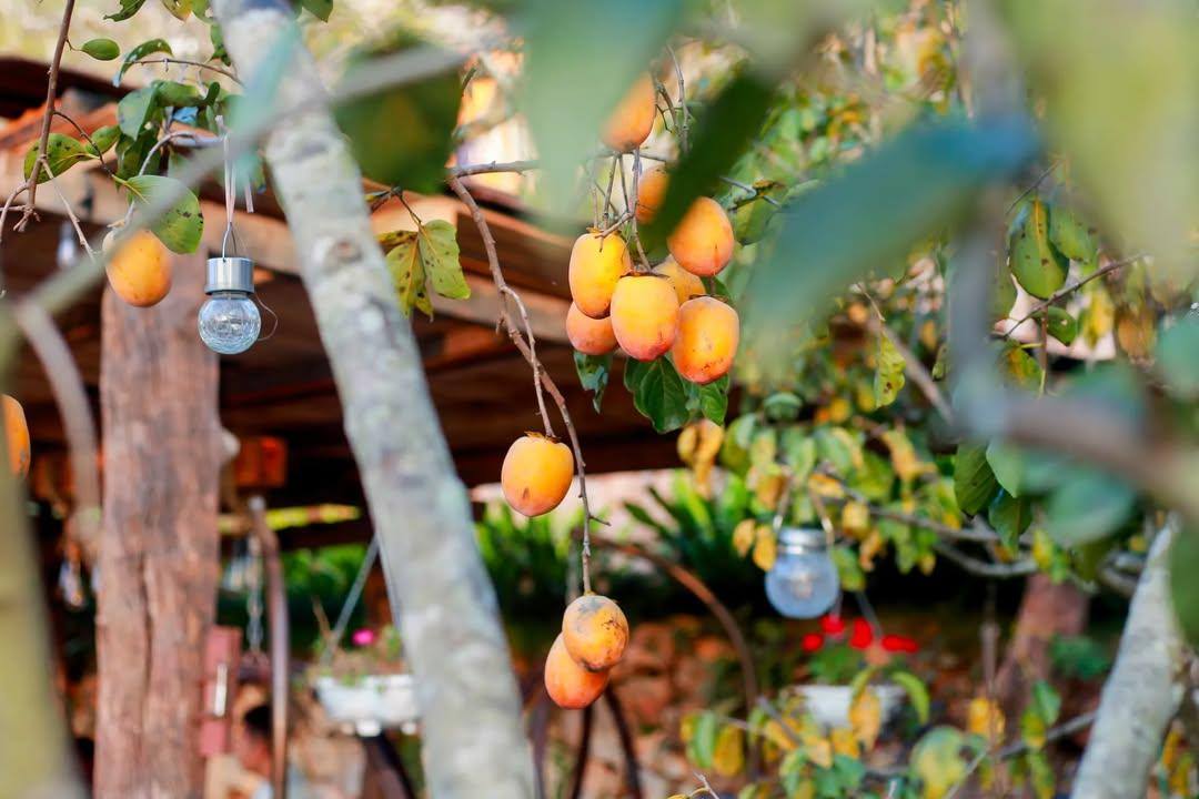 Điểm miền núi phía Bắc nhiều người đang rủ nhau đi: Càng cuối năm càng đông, có đặc sản "hiếm" ở Việt Nam - Ảnh 7.