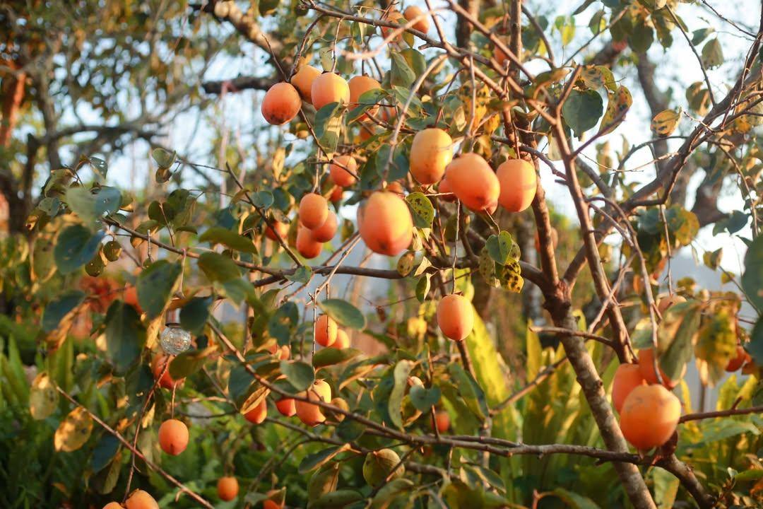 Điểm miền núi phía Bắc nhiều người đang rủ nhau đi: Càng cuối năm càng đông, có đặc sản "hiếm" ở Việt Nam - Ảnh 1.