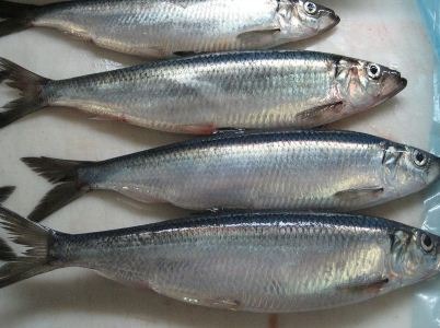 Chợ Việt có 4 loại cá sạch dễ mua, gần như không lo nhiễm kim loại nặng- Ảnh 1. Chợ Việt có 4 loại cá sạch dễ mua, gần như không lo nhiễm kim loại nặng- Ảnh 1.