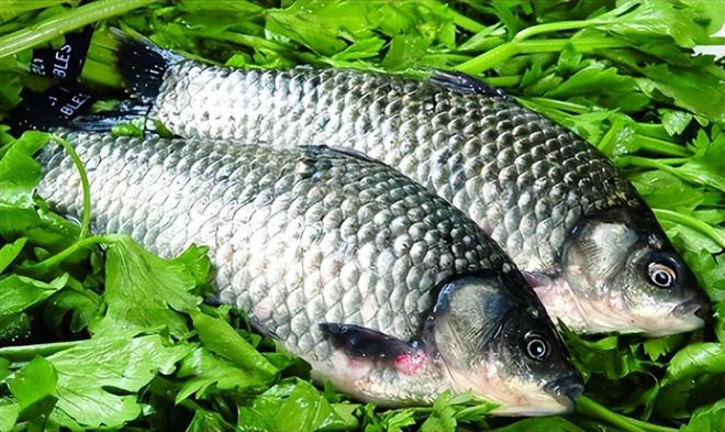 4 loại cá dễ chứa "ổ sán", chủ sạp bán cũng ngại ăn- Ảnh 2.