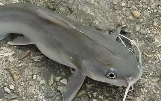 4 loại cá dễ chứa "ổ sán", chủ sạp bán cũng ngại ăn- Ảnh 1.