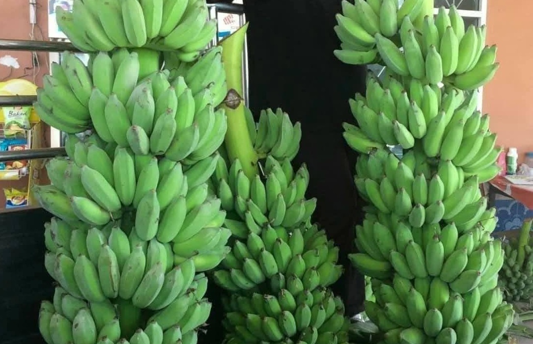 Xuất khẩu chuối của Việt Nam hoàn toàn có thể chạm mốc 1 tỷ USD - Ảnh 2.