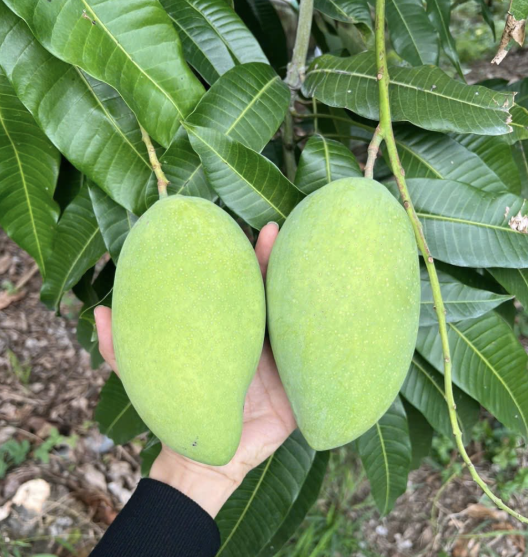 Nhà vườn ở miền Tây không còn xoài cát Hòa Lộc để bán vì "cháy" hàng - Ảnh 1. Nhà vườn ở miền Tây không còn xoài cát Hòa Lộc để bán vì "cháy" hàng - Ảnh 1.