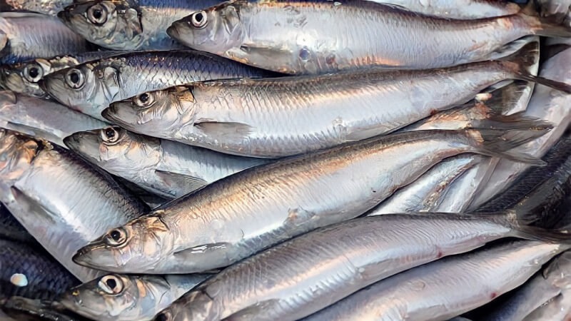 Cá hồi chỉ đứng thứ 3 trong bảng xếp hạng omega 3, loại cá bình dân bán đầy chợ Việt mới là "trùm cuối" - Ảnh 2. Cá hồi chỉ đứng thứ 3 trong bảng xếp hạng omega 3, loại cá bình dân bán đầy chợ Việt mới là "trùm cuối" - Ảnh 2.