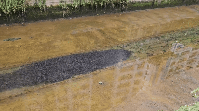 Cảnh tượng nổi da gà tại một rãnh nước ở Singapore - Ảnh 1.