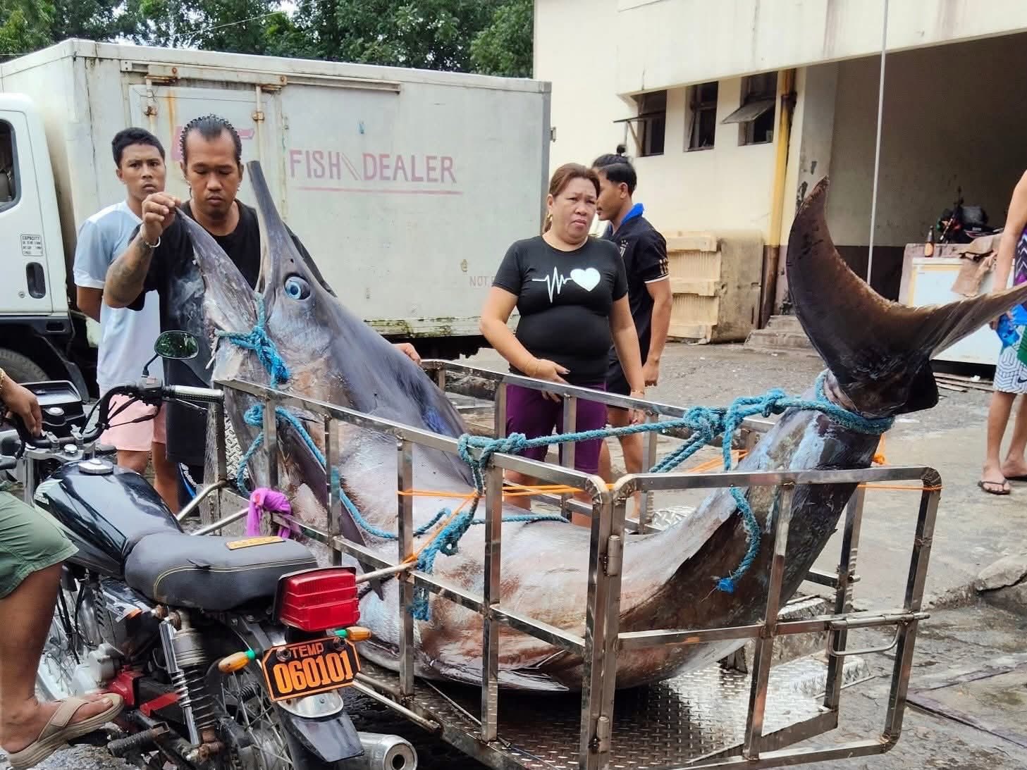 Ngư dân vật lộn nghẹt thở với "thủy quái" nặng 500kg, dài 4,6 mét: Thấy cảnh này cả bãi biển nín lặng - Ảnh 2.