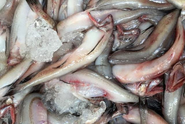 4 loại cá bổ dưỡng lại rẻ tiền, ít xương gần như “không tanh”, ăn một lần là mê- Ảnh 2. 4 loại cá bổ dưỡng lại rẻ tiền, ít xương gần như “không tanh”, ăn một lần là mê- Ảnh 2.