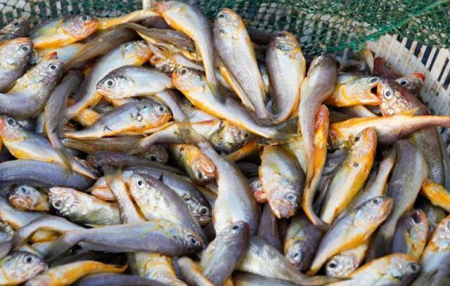 4 loại cá bổ dưỡng lại rẻ tiền, ít xương gần như “không tanh”, ăn một lần là mê- Ảnh 3. 4 loại cá bổ dưỡng lại rẻ tiền, ít xương gần như “không tanh”, ăn một lần là mê- Ảnh 3.