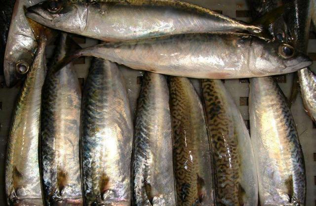 4 loại cá bổ dưỡng lại rẻ tiền, ít xương gần như “không tanh”, ăn một lần là mê- Ảnh 4. 4 loại cá bổ dưỡng lại rẻ tiền, ít xương gần như “không tanh”, ăn một lần là mê- Ảnh 4.