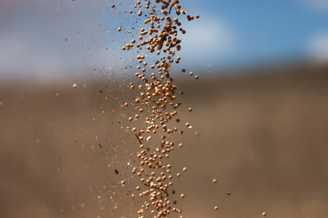 Nhận tin buồn từ Trung Quốc, Mỹ đưa gần 1 triệu tấn ‘hạt vàng’ vào Việt Nam: Nước ta tiêu thụ hàng triệu tấn mỗi năm, giá rẻ hấp dẫn - Ảnh 1.