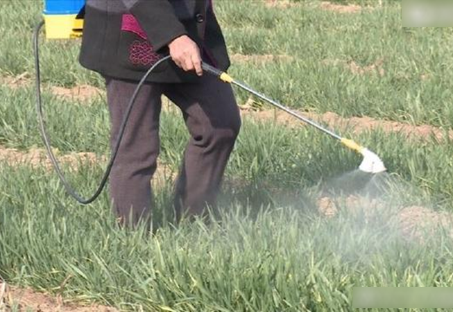 9 loại rau quen thuộc của người Việt dễ ngậm nhiều thuốc trừ sâu nhất, muốn ăn phải biết cách rửa- Ảnh 1.