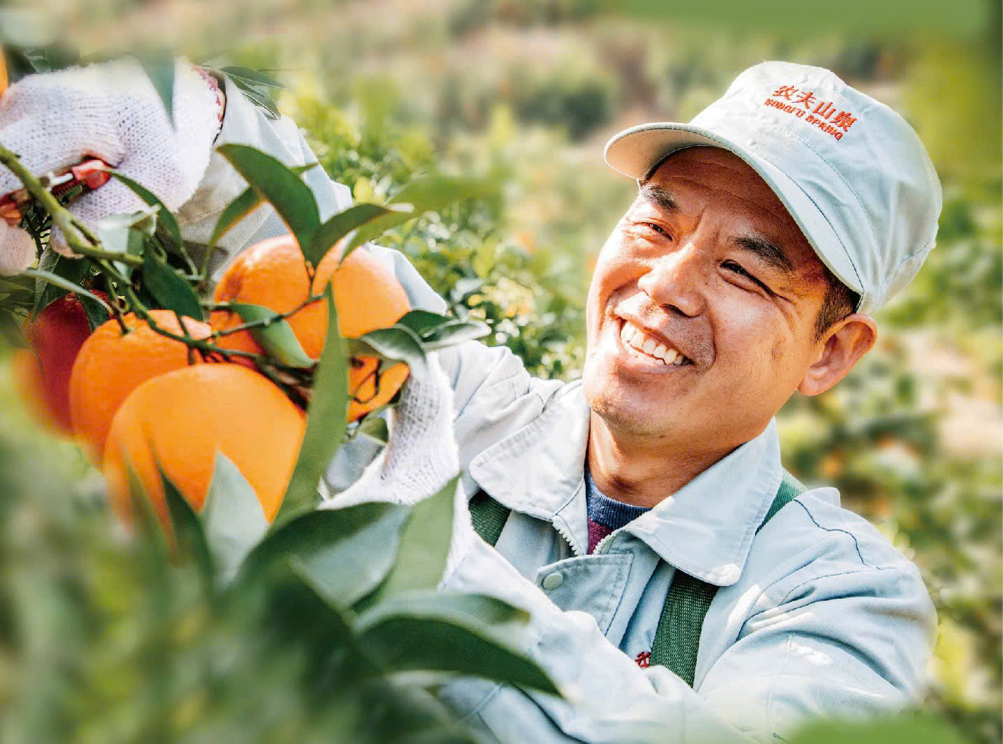 Cam 17.5° Nongfu Spring nổi tiếng tại Trung Quốc sắp về Việt Nam - Ảnh 1.