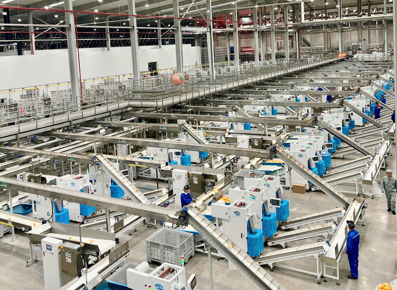 Cam 17.5° Nongfu Spring nổi tiếng tại Trung Quốc sắp về Việt Nam - Ảnh 2.