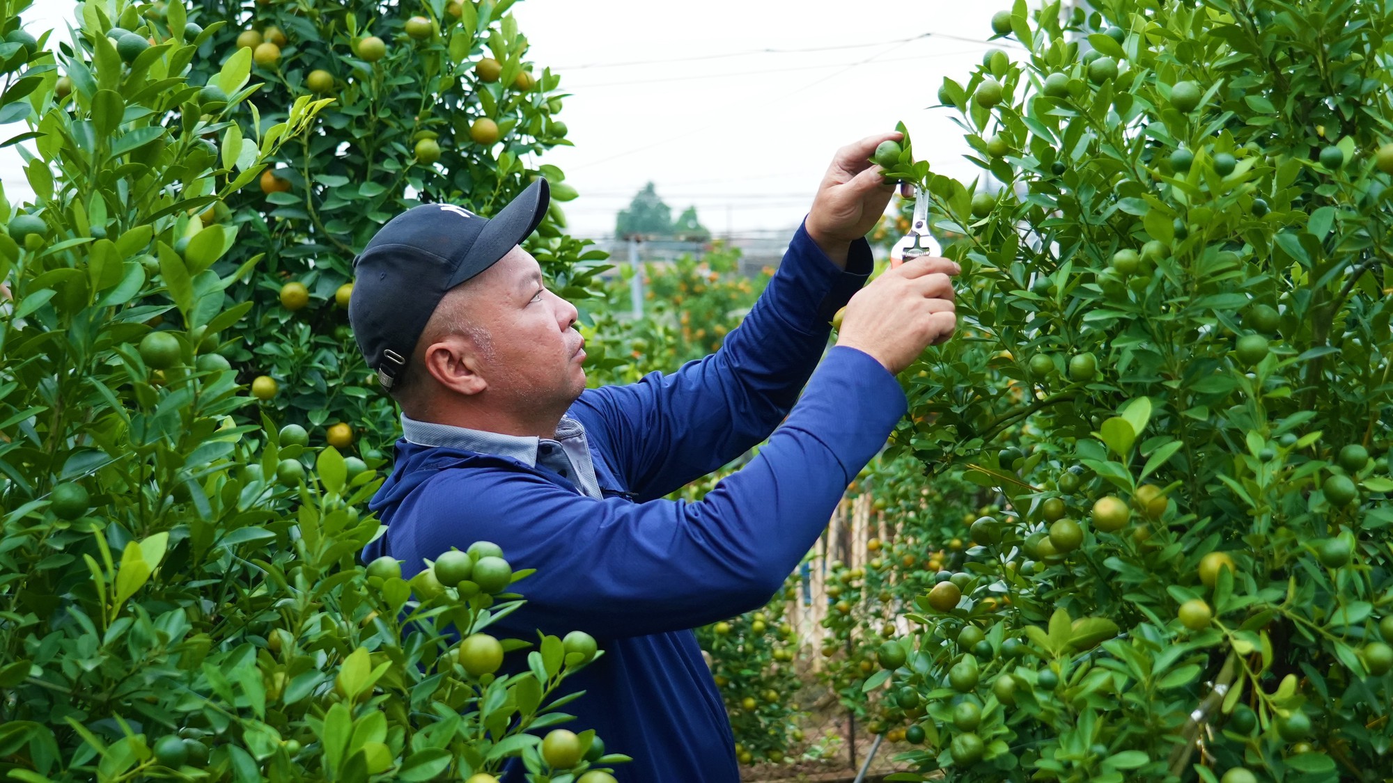 Thị trường đào quất dịp Tết 2026: Dù chưa có khách đến mua nhưng người nông dân đã dự đoán lợi nhuận sẽ giảm 15% so với năm ngoái bởi một lý do - Ảnh 1.