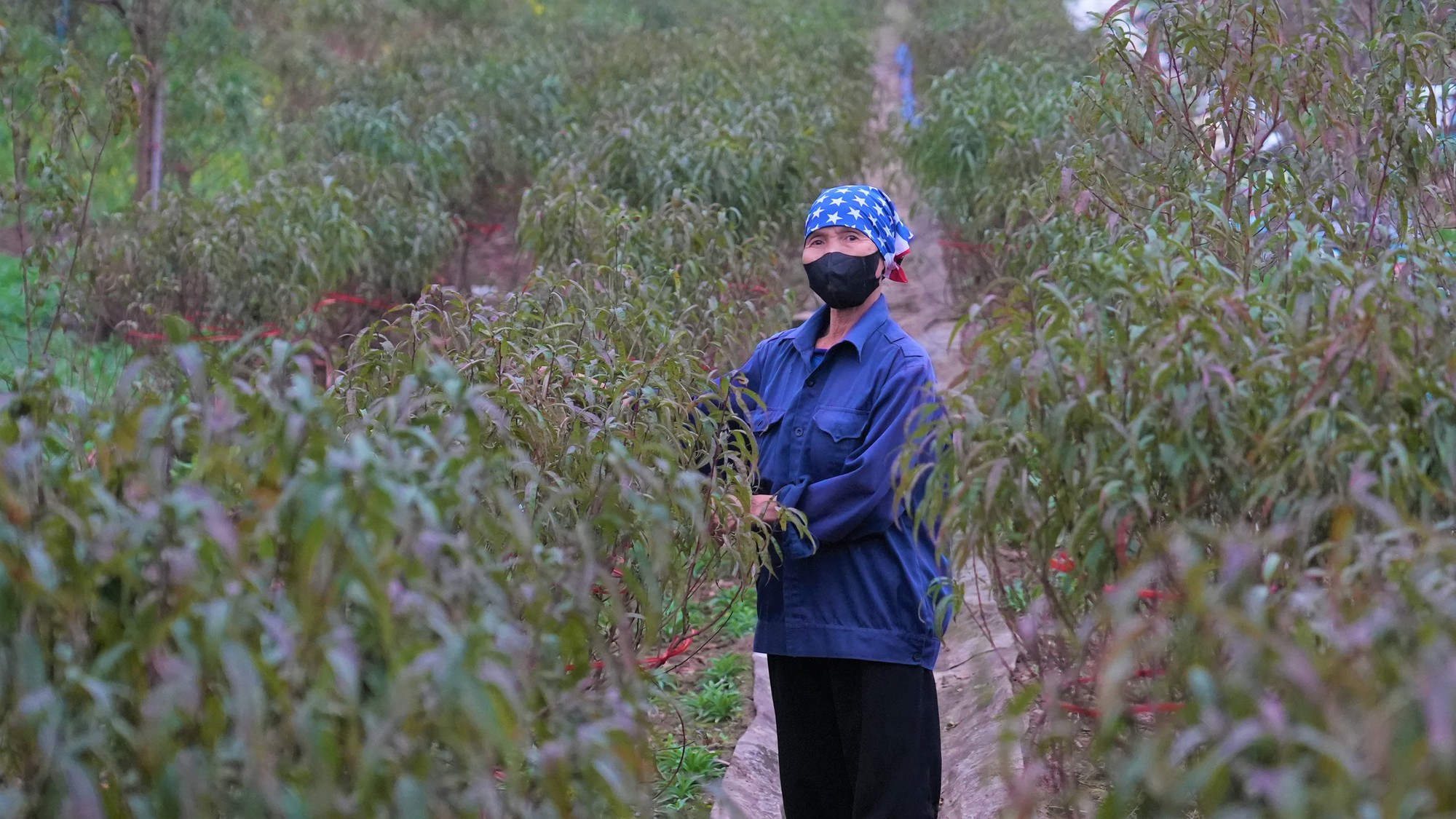 Thị trường đào quất dịp Tết 2026: Dù chưa có khách đến mua nhưng người nông dân đã dự đoán lợi nhuận sẽ giảm 15% so với năm ngoái bởi một lý do - Ảnh 6.