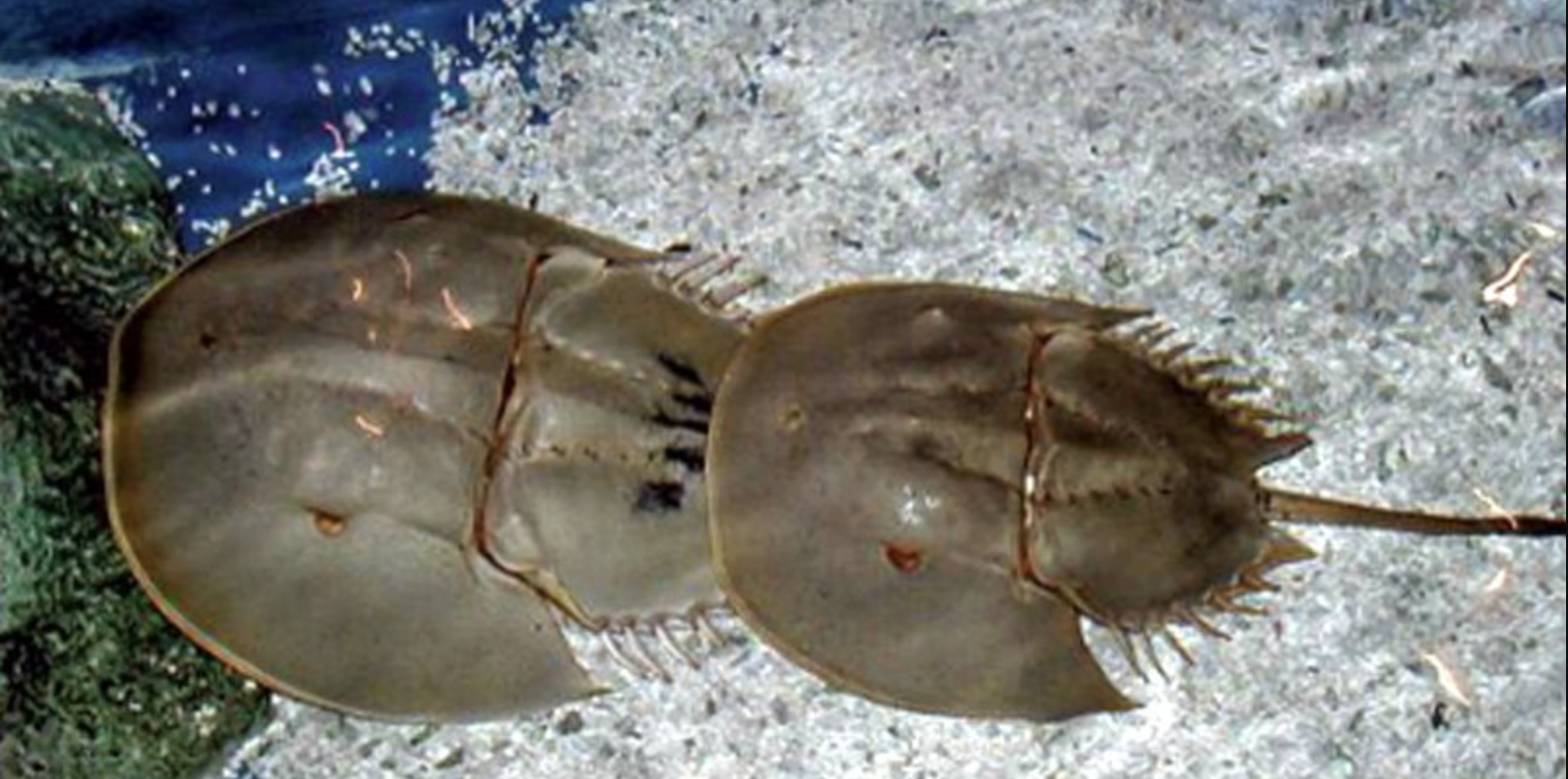 Món hải sản Quảng Ninh "ăn nhầm là kịch độc", nhưng vẫn khiến dân sành ăn mê mẩn - Ảnh 1.