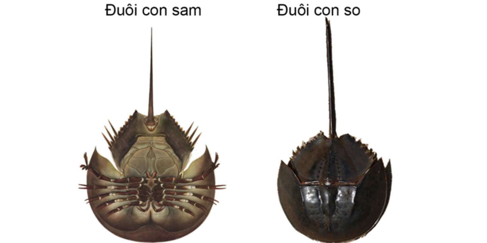 Món hải sản Quảng Ninh "ăn nhầm là kịch độc", nhưng vẫn khiến dân sành ăn mê mẩn - Ảnh 2.