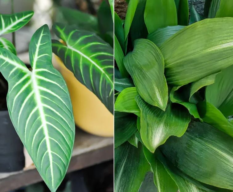 3 cặp cây không nên trồng cạnh nhau dù nhà chật đến mấy- Ảnh 3.