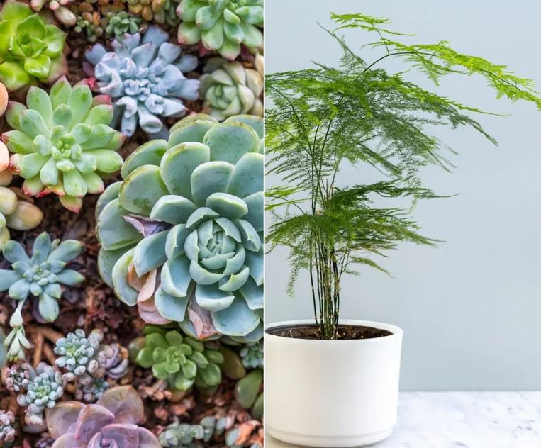 3 cặp cây không nên trồng cạnh nhau dù nhà chật đến mấy- Ảnh 1.