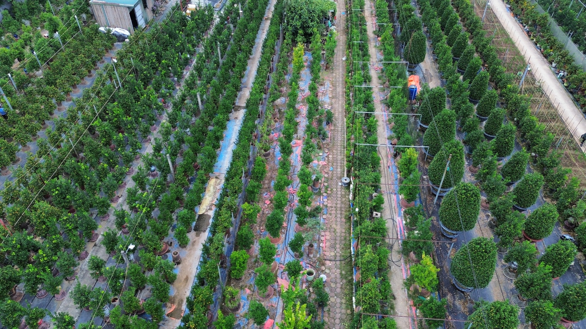 Thị trường đào quất dịp Tết 2026: Dù chưa có khách đến mua nhưng người nông dân đã dự đoán lợi nhuận sẽ giảm 15% so với năm ngoái bởi một lý do - Ảnh 3.