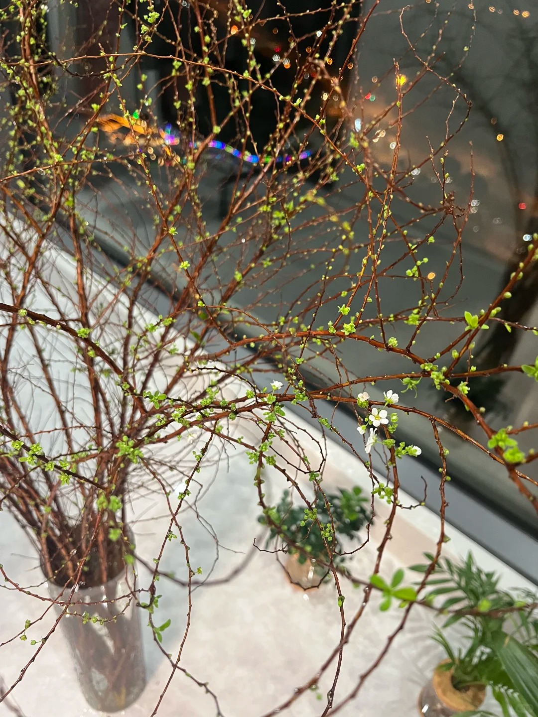 Thú chơi hoa "củi khô nở ra tuyết trắng": Giá bình dân nhưng khí chất sang chảnh, cắm một bình chơi cả tháng Giêng - Ảnh 37.