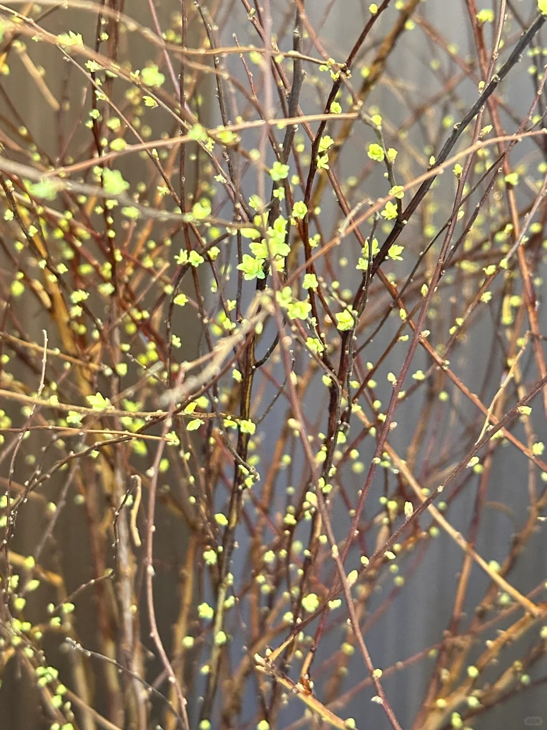 Thú chơi hoa "củi khô nở ra tuyết trắng": Giá bình dân nhưng khí chất sang chảnh, cắm một bình chơi cả tháng Giêng - Ảnh 28.