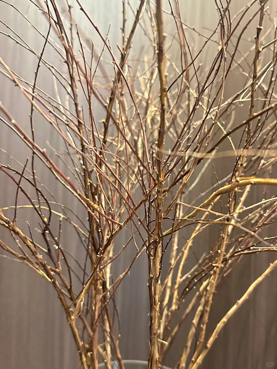 Thú chơi hoa "củi khô nở ra tuyết trắng": Giá bình dân nhưng khí chất sang chảnh, cắm một bình chơi cả tháng Giêng - Ảnh 29.