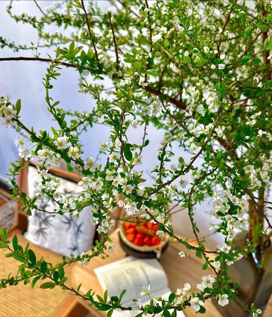 Thú chơi hoa "củi khô nở ra tuyết trắng": Giá bình dân nhưng khí chất sang chảnh, cắm một bình chơi cả tháng Giêng - Ảnh 20.