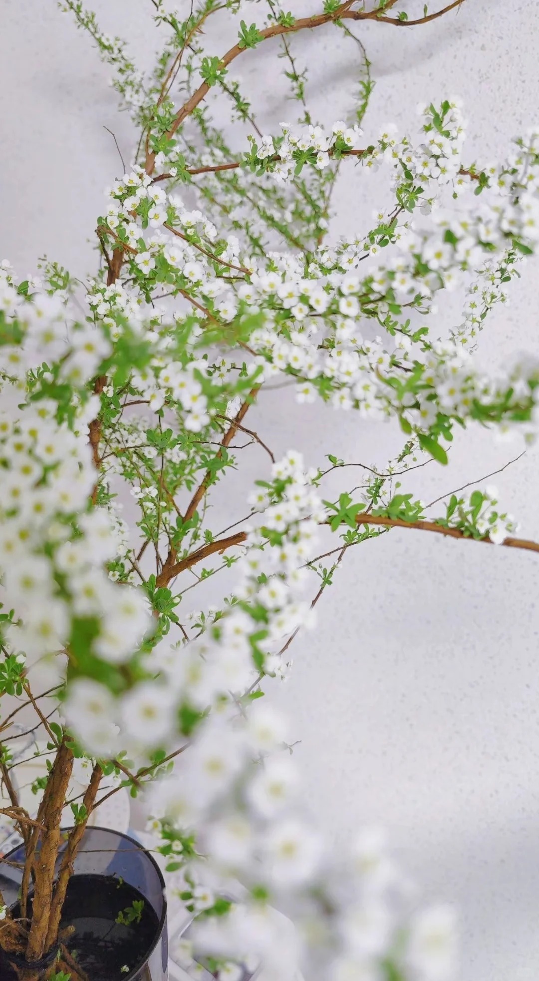 Thú chơi hoa "củi khô nở ra tuyết trắng": Giá bình dân nhưng khí chất sang chảnh, cắm một bình chơi cả tháng Giêng - Ảnh 21.