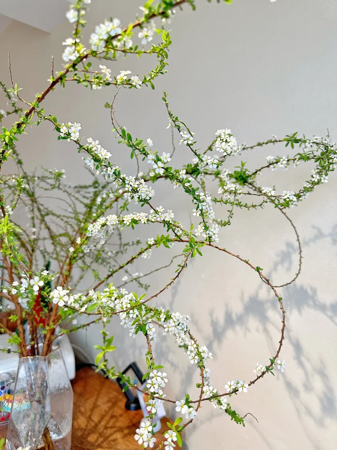 Thú chơi hoa "củi khô nở ra tuyết trắng": Giá bình dân nhưng khí chất sang chảnh, cắm một bình chơi cả tháng Giêng - Ảnh 34.