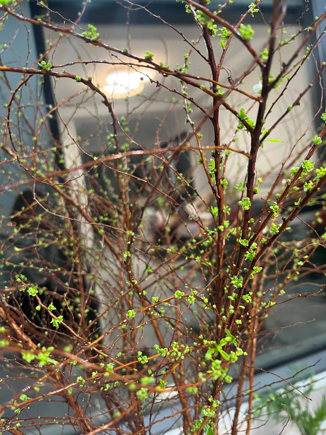 Thú chơi hoa "củi khô nở ra tuyết trắng": Giá bình dân nhưng khí chất sang chảnh, cắm một bình chơi cả tháng Giêng - Ảnh 36.