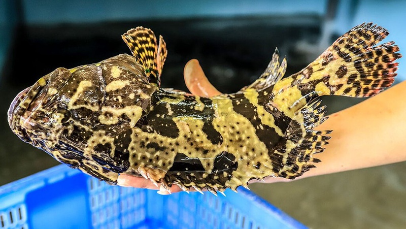 Không phải cá diếc hay cá chép: 3 loại cá này mới là “vua dinh dưỡng”, ăn càng nhiều càng thông minh, khỏe mạnh- Ảnh 3.