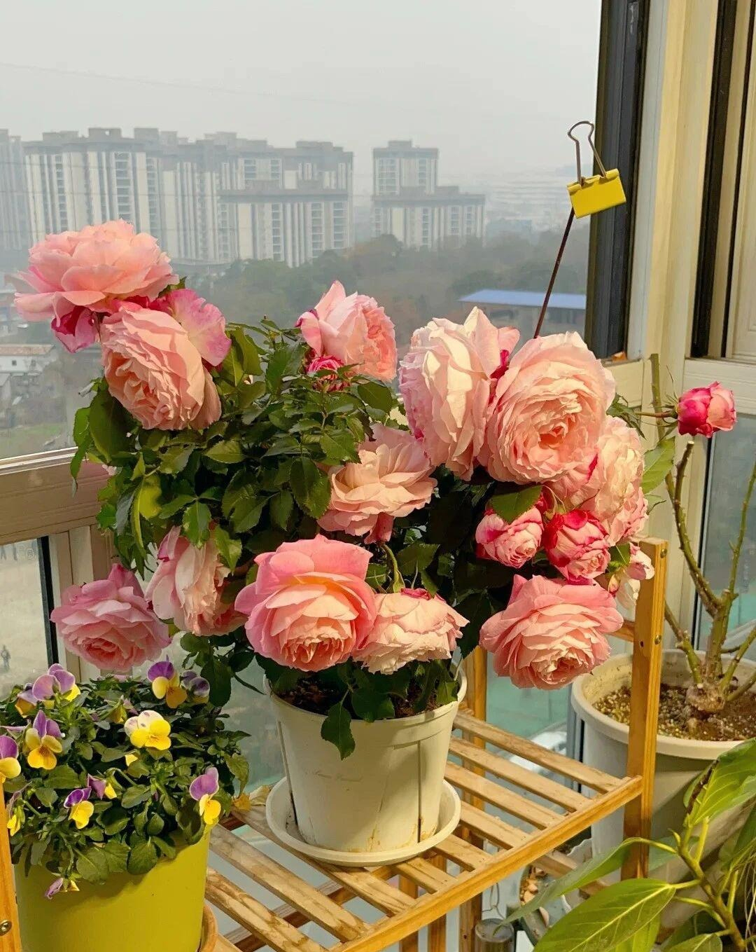 Lặng người trước ngôi nhà của cụ bà 92 tuổi: Tự chăm sóc mình, già đi thanh thản, không phiền hà con cháu- Ảnh 7. Lặng người trước ngôi nhà của cụ bà 92 tuổi: Tự chăm sóc mình, già đi thanh thản, không phiền hà con cháu- Ảnh 7.