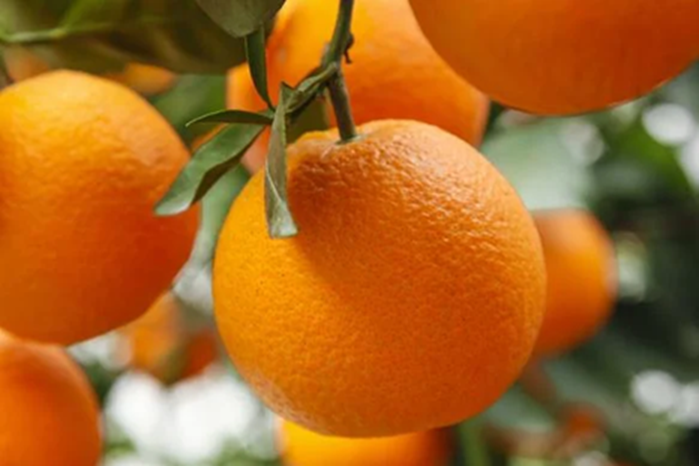 5 loại quả là "kem dưỡng ẩm tự nhiên", cứ ra chợ là thấy: Vừa ngon, giàu dinh dưỡng lại tăng cường miễn dịch - Ảnh 2.