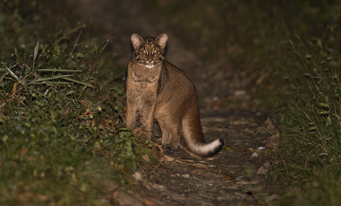 Đặt 120 bẫy ảnh, sau hơn 2 tháng chuyên gia bất ngờ phát hiện loài vật hiếm từng vắng bóng nhiều năm - Ảnh 4.