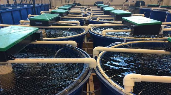 Không phải đất hiếm, Mỹ, Trung Quốc đang đua nhau săn lùng một ‘mỏ vàng’ của Việt Nam: Nước ta sở hữu công nghệ dẫn đầu thế giới, thu về hơn 4,3 tỷ USD - Ảnh 1.