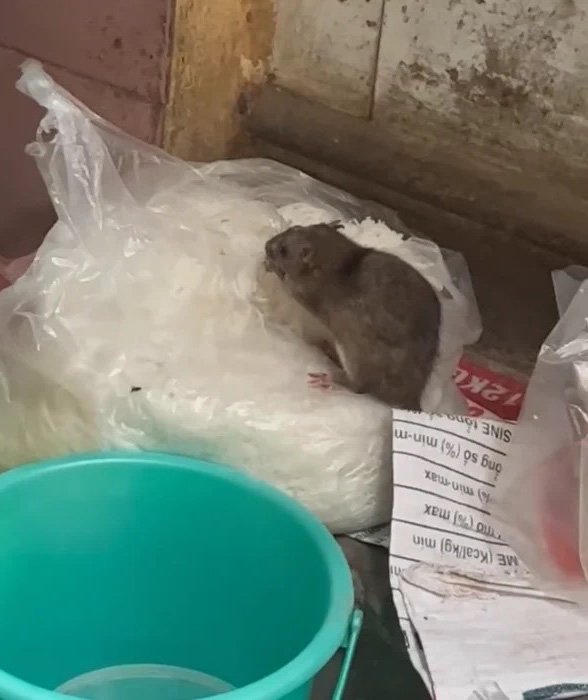 Clip chuột ăn rau trong tủ bánh mì ở Hà Nội khiến người xem rùng mình: Chủ quán giải thích- Ảnh 1.