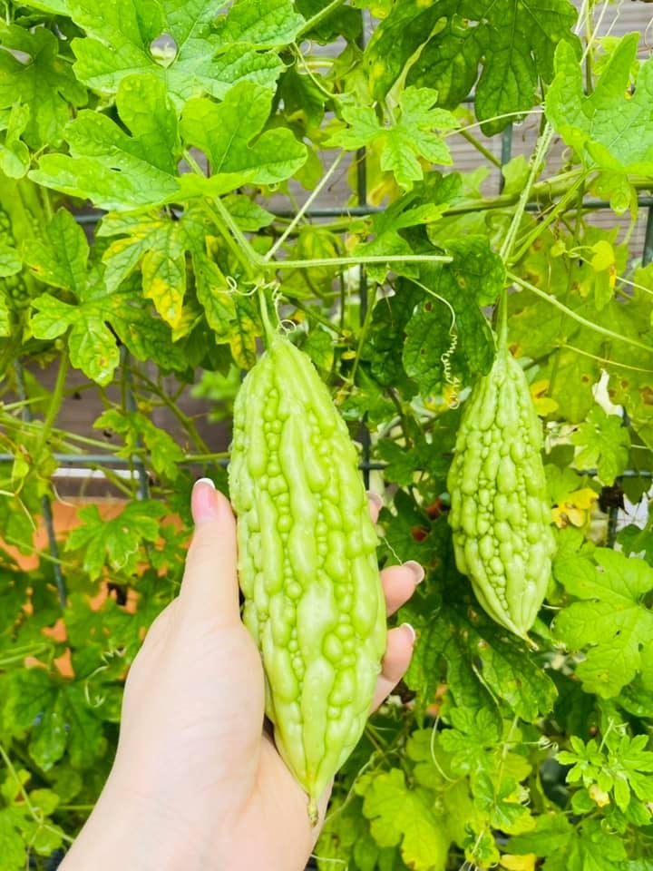 Nữ ca sĩ Việt 40 tuổi tự sinh con, không lấy chồng, ở biệt thự 20 tỷ- Ảnh 19.