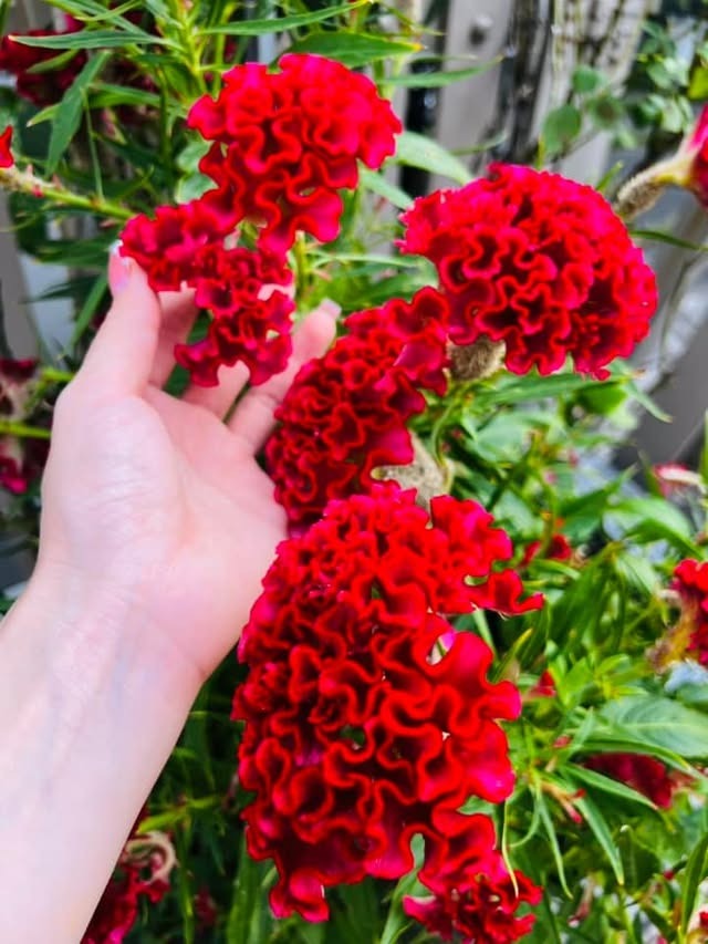 Nữ ca sĩ Việt 40 tuổi tự sinh con, không lấy chồng, ở biệt thự 20 tỷ- Ảnh 10.