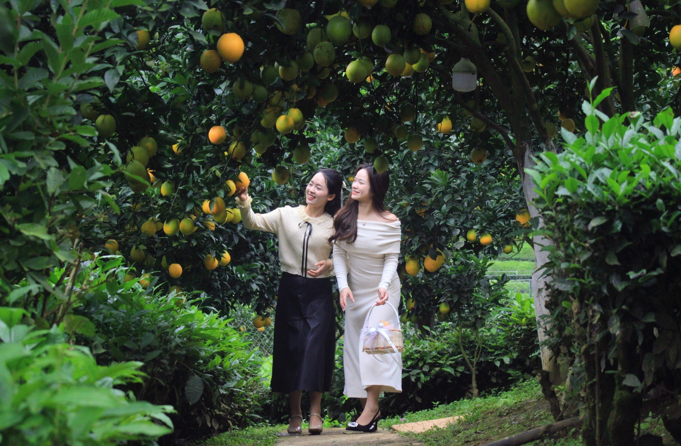 Vườn cam như trong phim hút khách du lịch Mộc Châu- Ảnh 5.