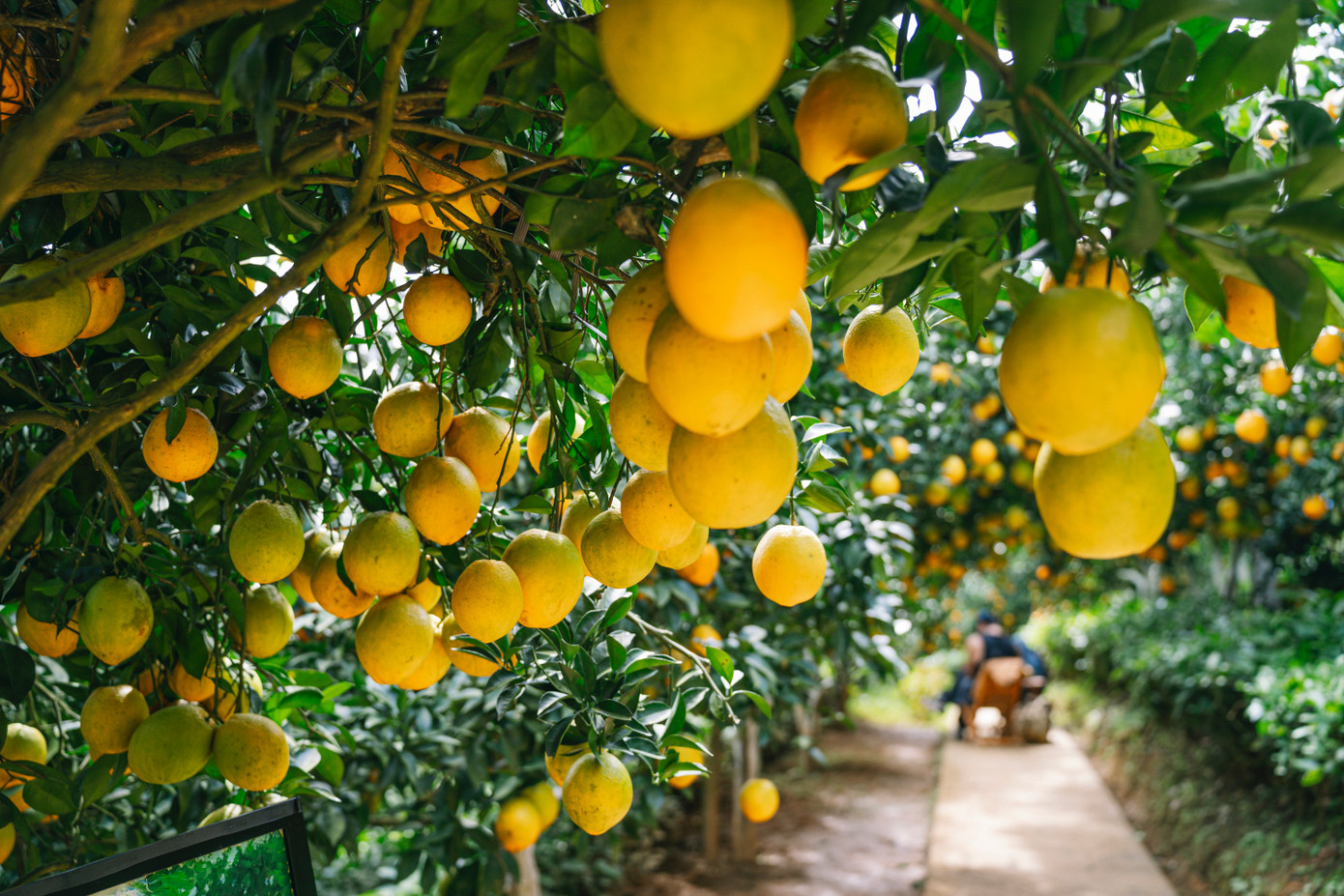 Vườn cam như trong phim hút khách du lịch Mộc Châu- Ảnh 2.