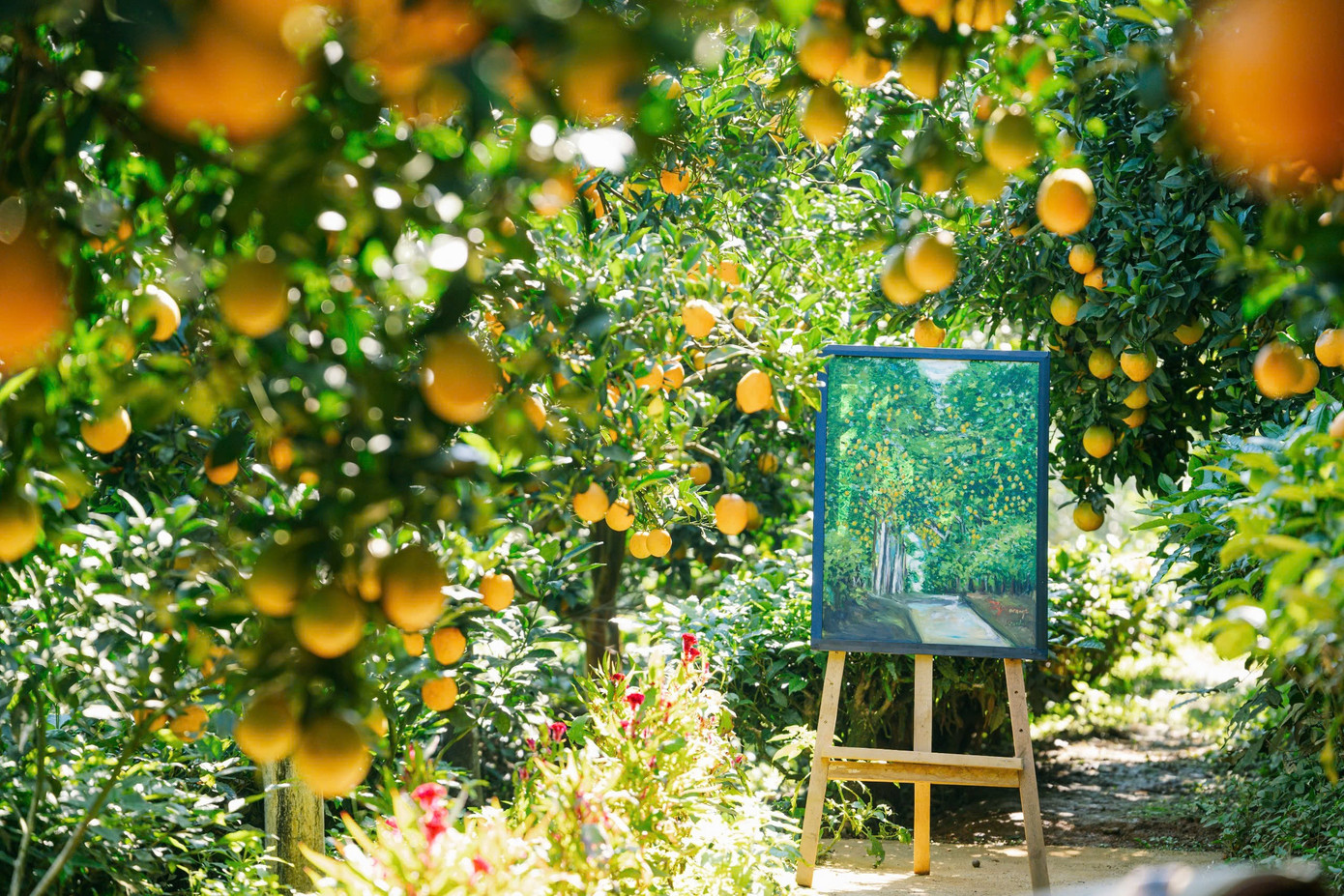 Vườn cam như trong phim hút khách du lịch Mộc Châu- Ảnh 10.