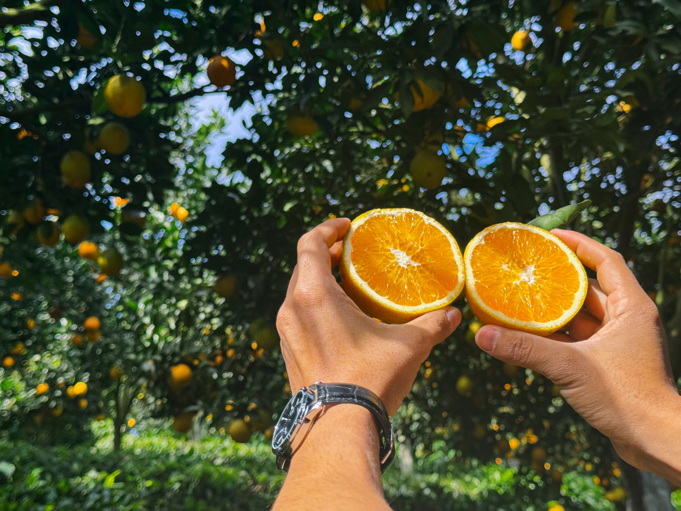 Vườn cam như trong phim hút khách du lịch Mộc Châu- Ảnh 7.