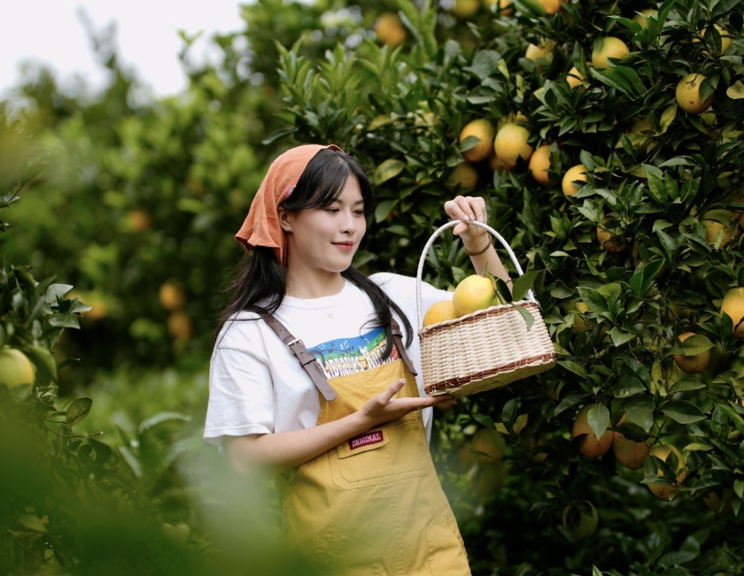 Vườn cam như trong phim hút khách du lịch Mộc Châu- Ảnh 8.