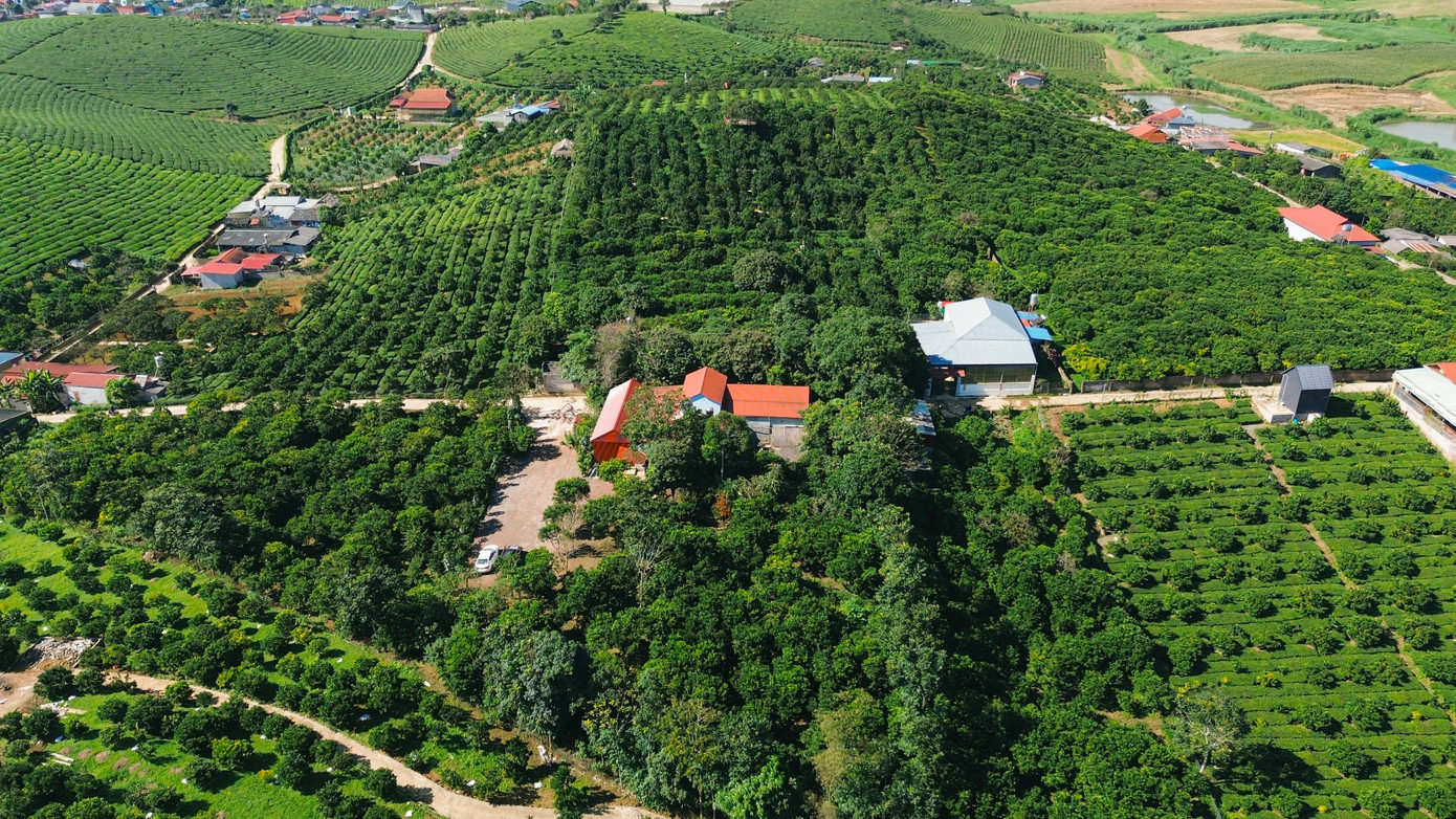 Vườn cam như trong phim hút khách du lịch Mộc Châu- Ảnh 1.